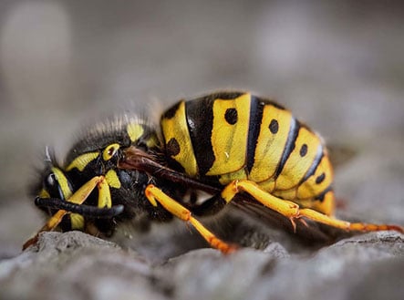 Yellow-jackets-Wasps